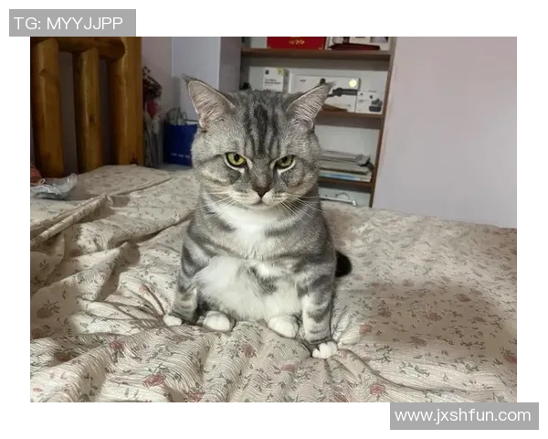 胖爹带病比赛是-胖爹的坚韧，带病比赛的力量-胖爹带病比赛是